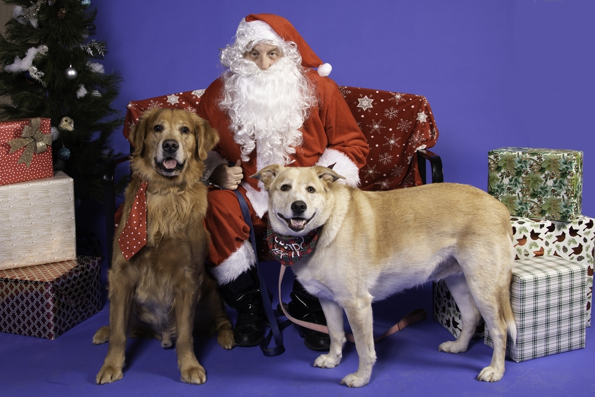 Virtual Pet Photos with Santa Animal Friends, Inc.
