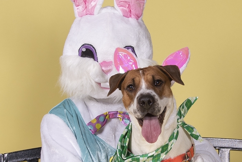 Pet Photos with the Easter Bunny Animal Friends, Inc.