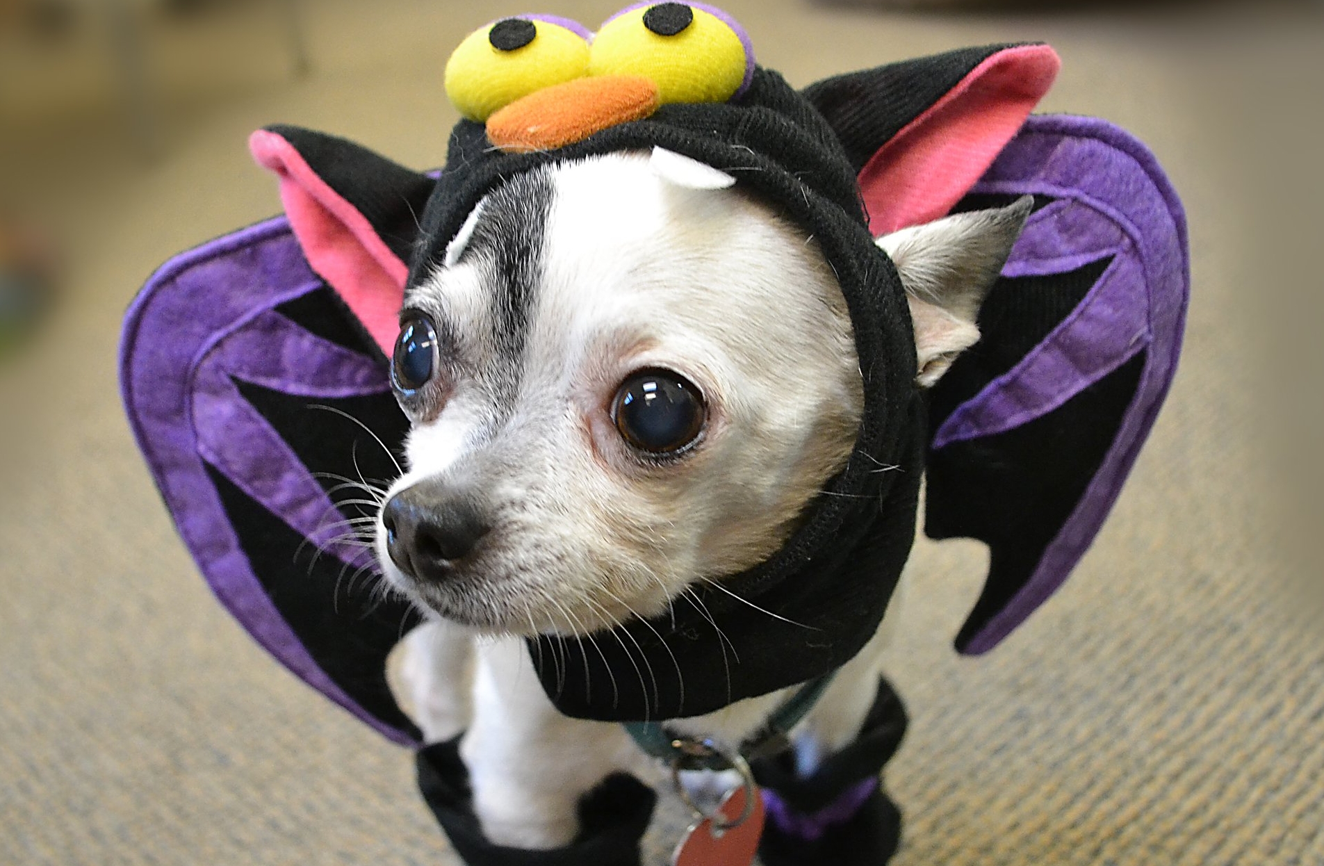 APL hosting Halloween party for dogs