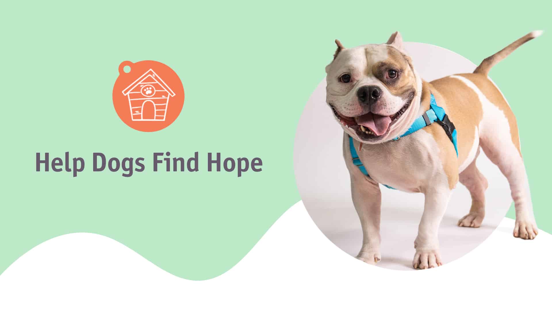 Adopt A Dog Month