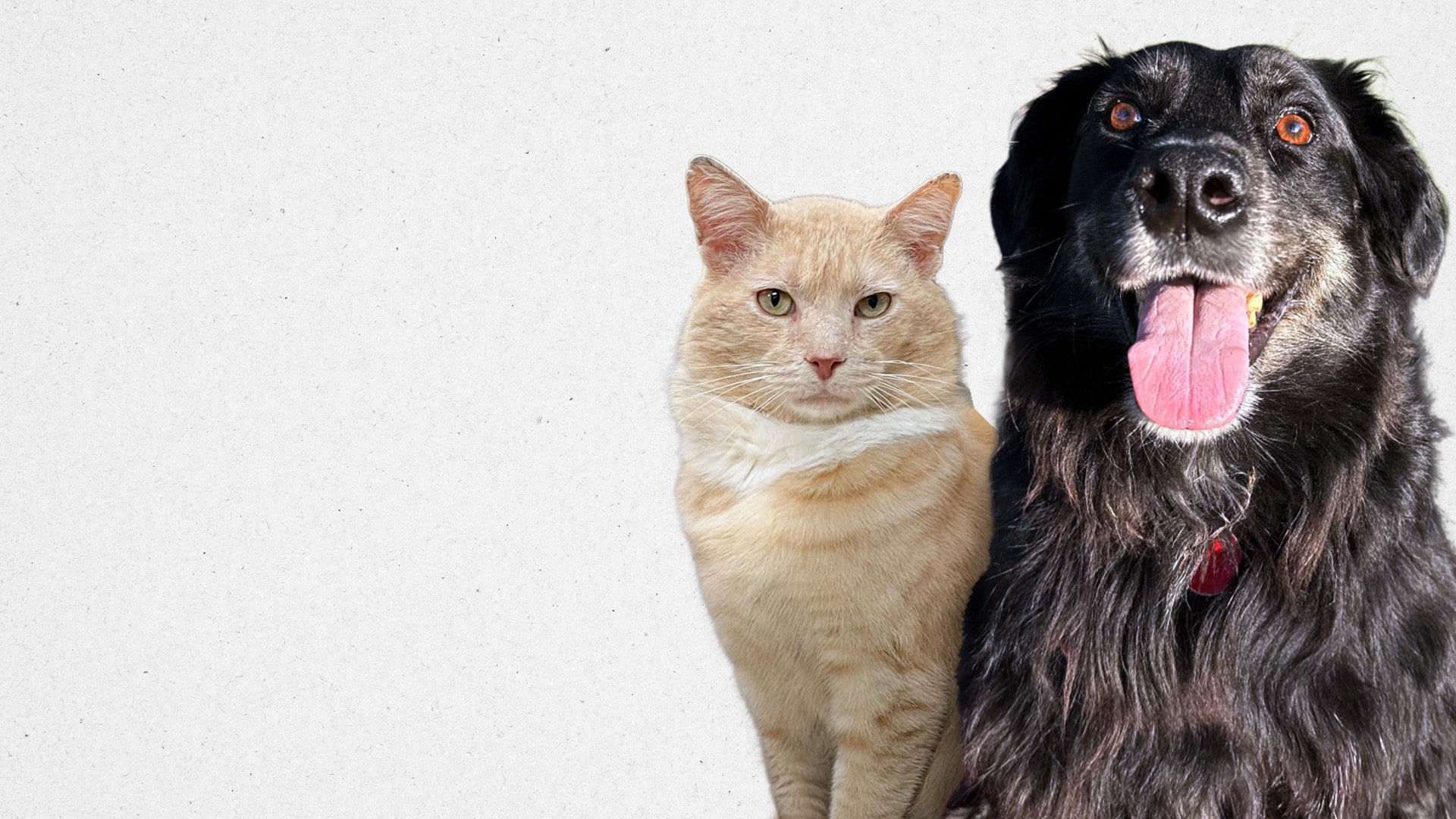 2511-AFRPA-November-DF-1