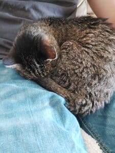 Kitty h2h
