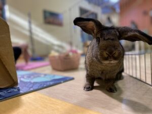 bunruns