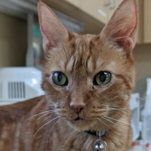 Sammy