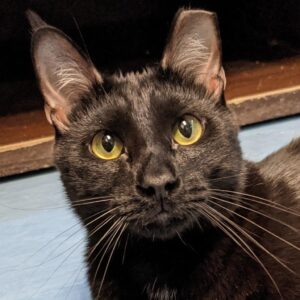 Smudge