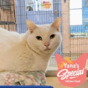 Vanilla