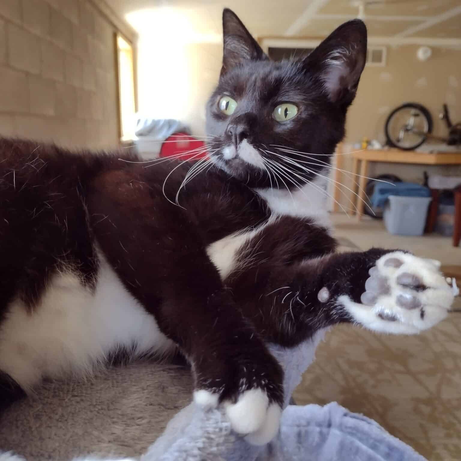 1 Cooper (cover)_Iris Marzolf