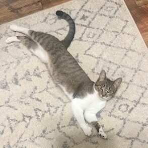 3cf73935733bc2413cab5babfe7a109f_Linne Querubin