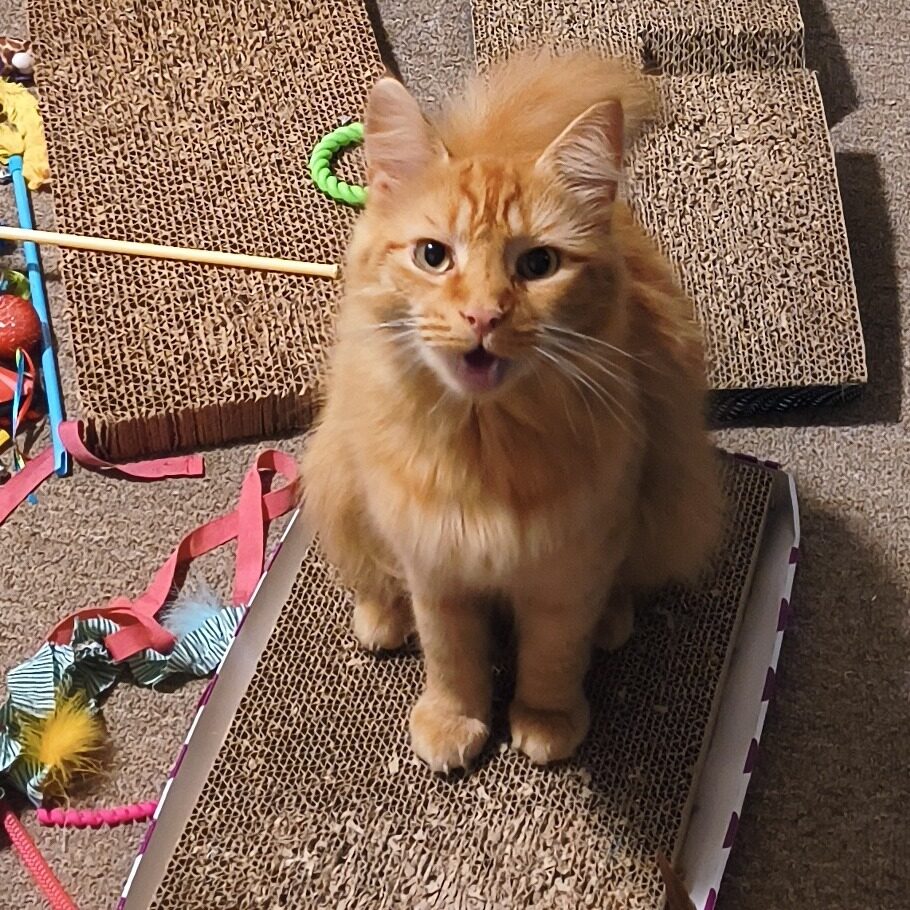 ClYKVFNuYXBjaGF0LzEzLjUzLjAuNTUgKG1vdG9yb2xhIHJhenIgMjAyNDsgQW5kcm9pZCAxNSM3OWMyNy02M2U5ZSMzNTsgZ3ppcCkgVi9NVVNIUk9PTQ==