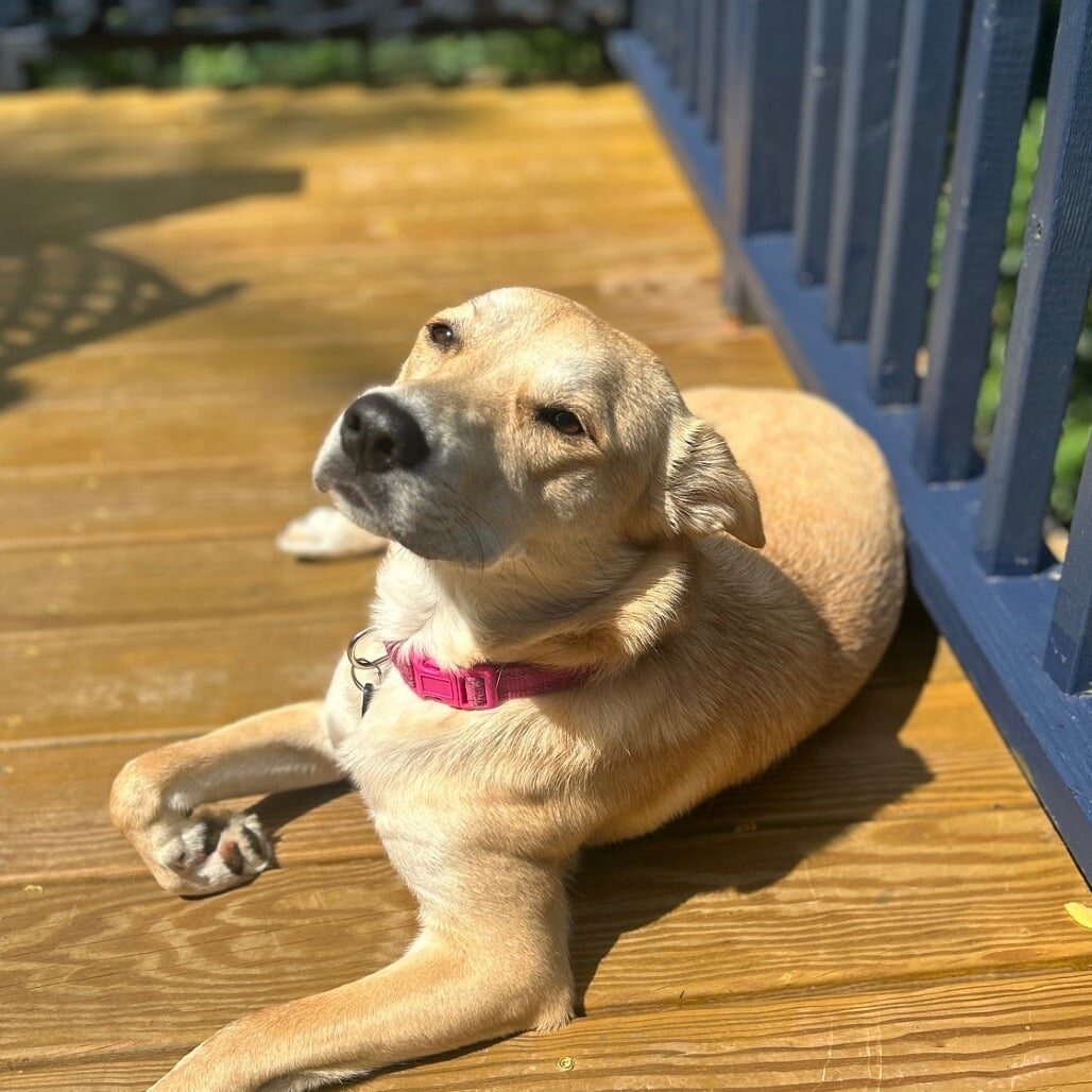 COVER_Linne Querubin 1