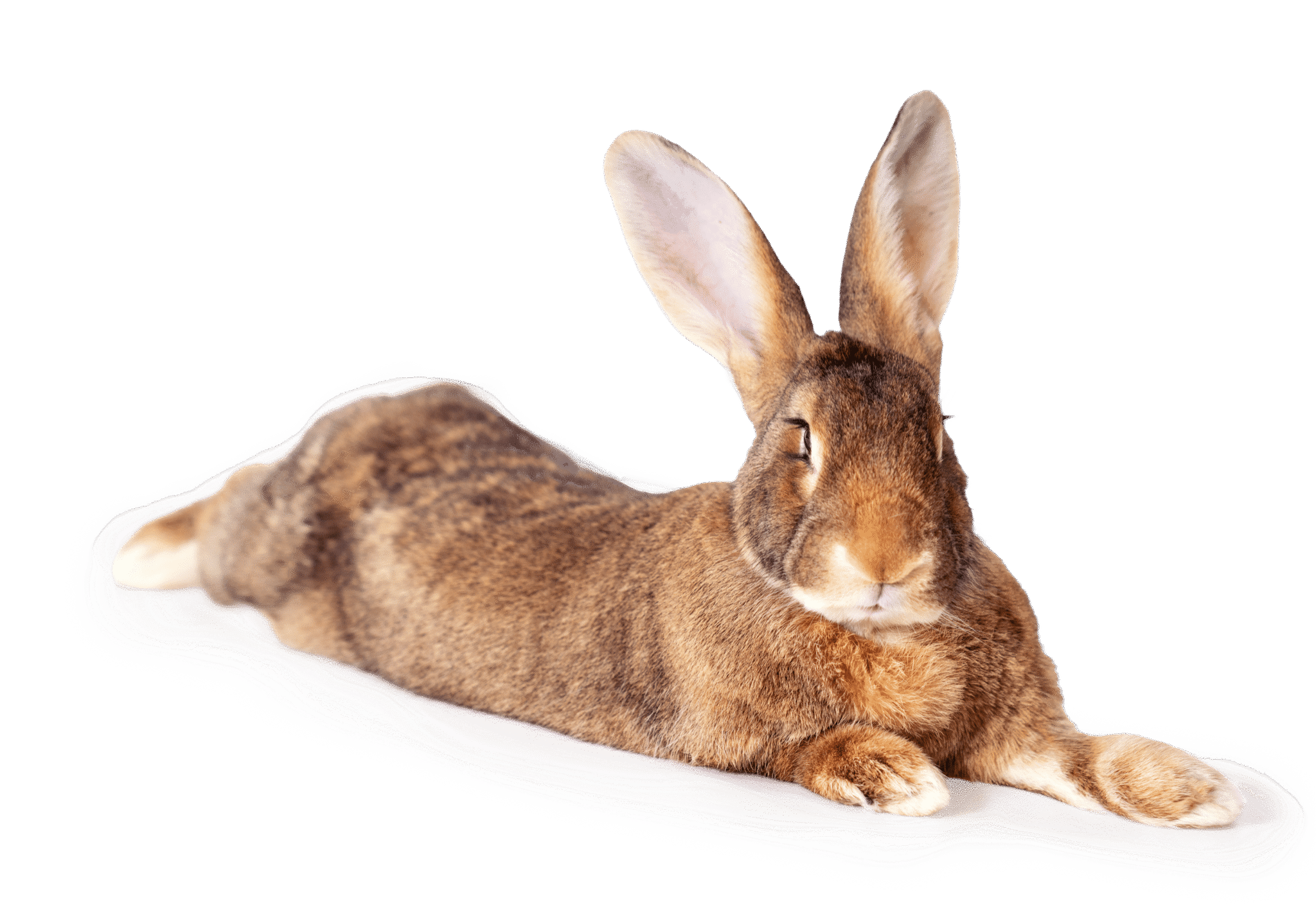 _DSC0870_shadow