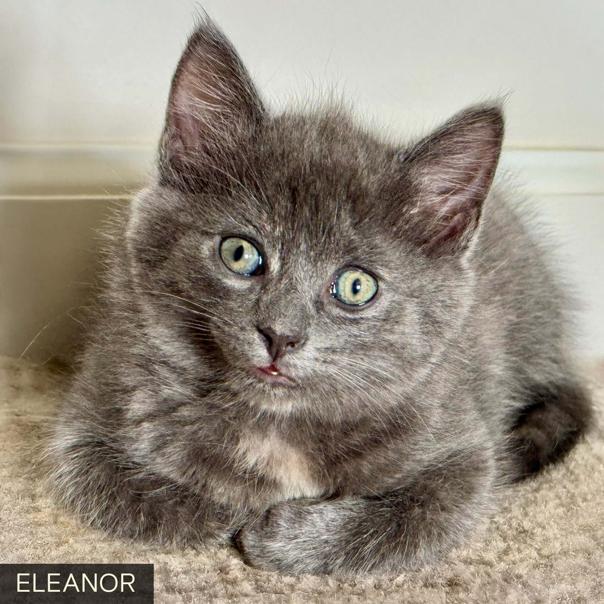 Eleanor_Linne Querubin