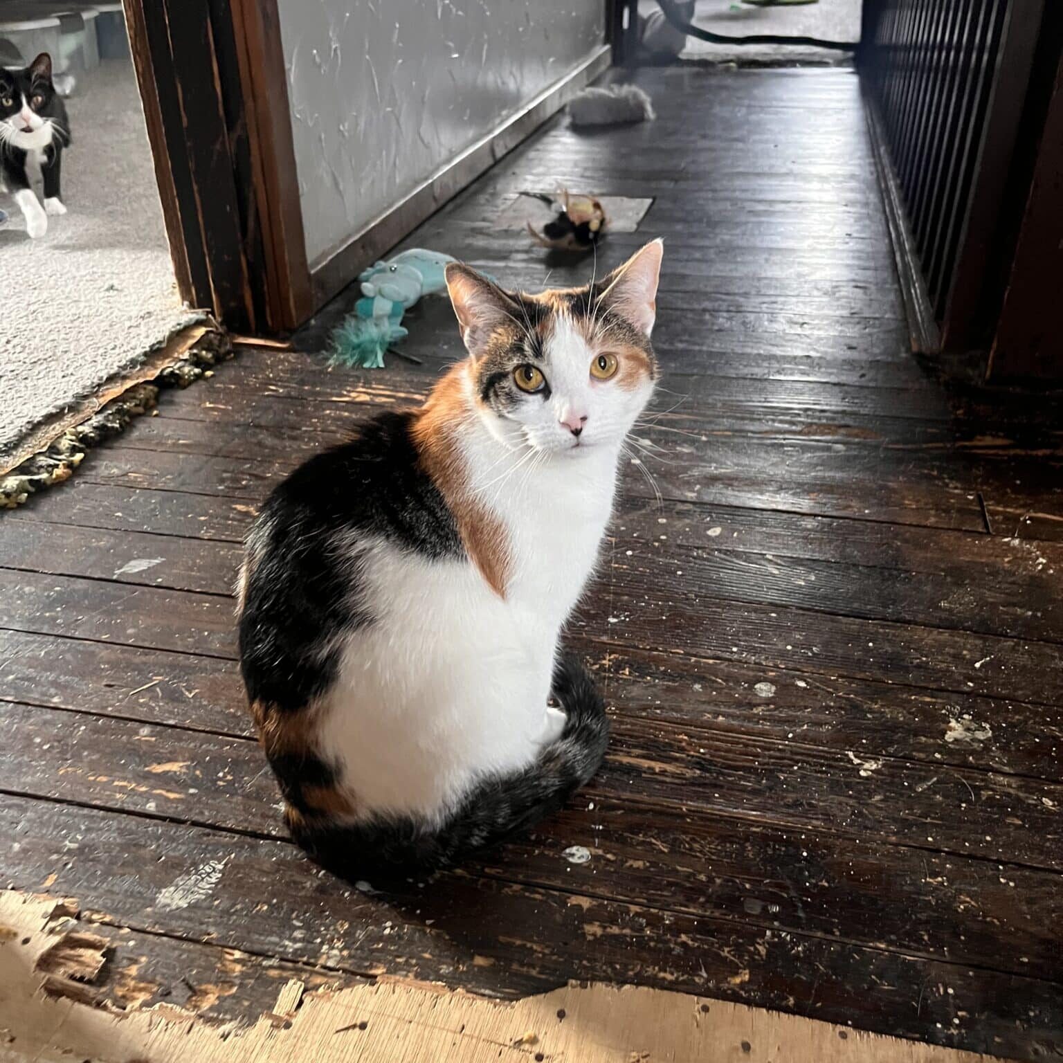 IMG_1700_Linne Querubin