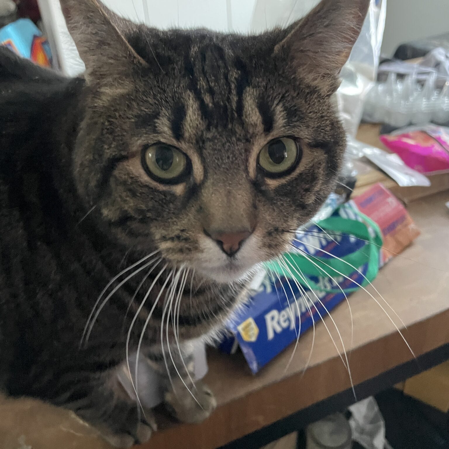 IMG_8841_Linne Querubin