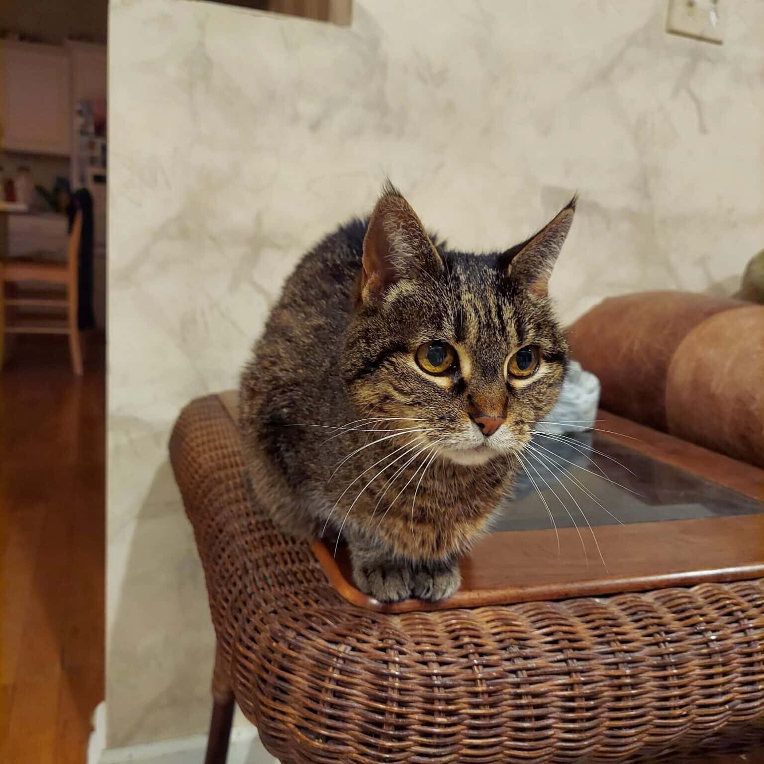 Kitty 3 h2h Kitty 3 h2h