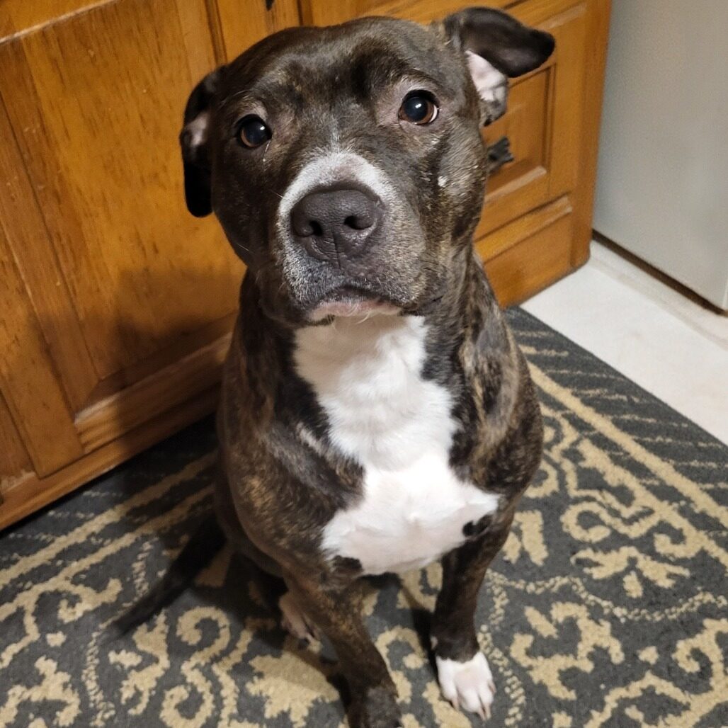 Lily 1 (cover)_Iris Marzolf