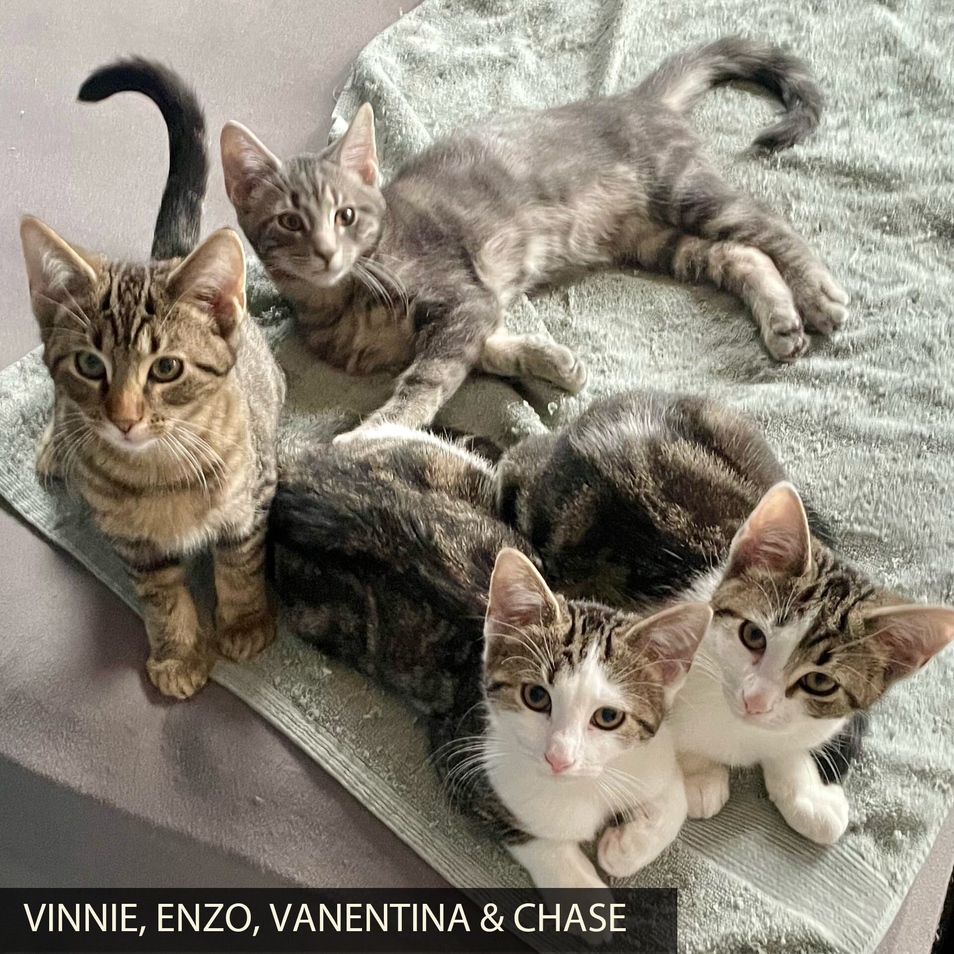 Multi-Generational-Kitten-Family_4Kittens_B_Linne Querubin