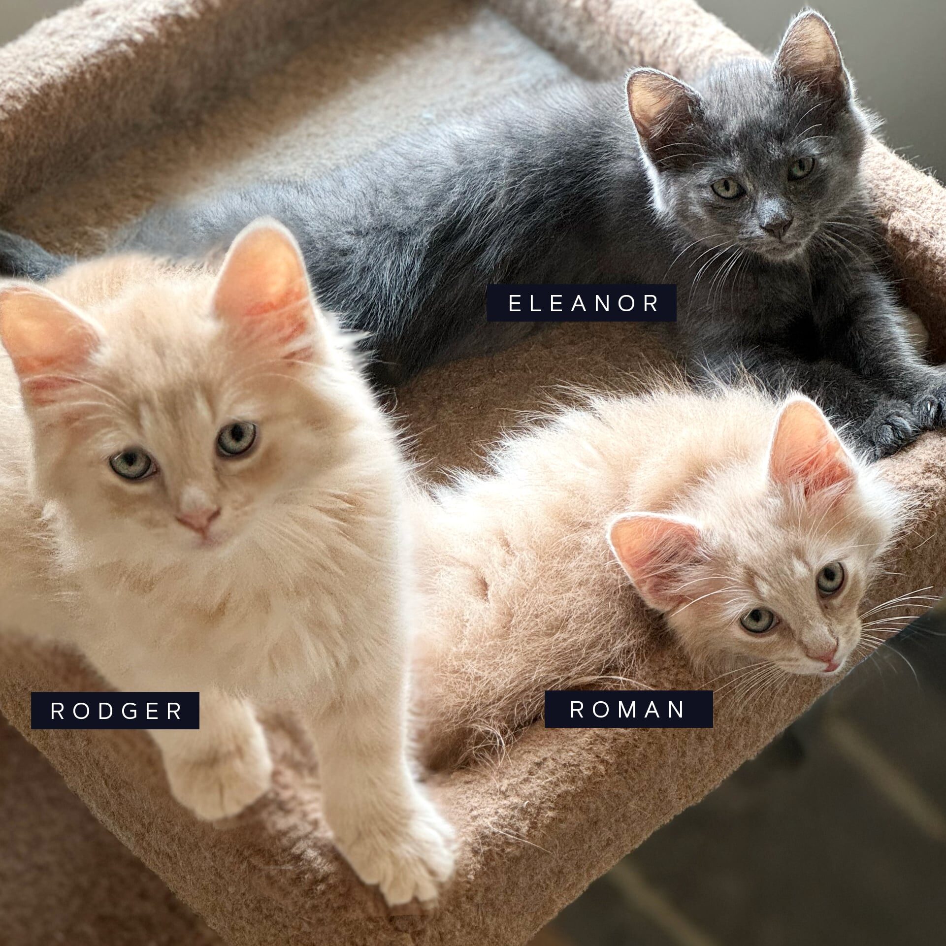 Rodger_Roman_Eleanor_A_Linne Querubin Rodger_Roman_Eleanor_A_Linne Querubin