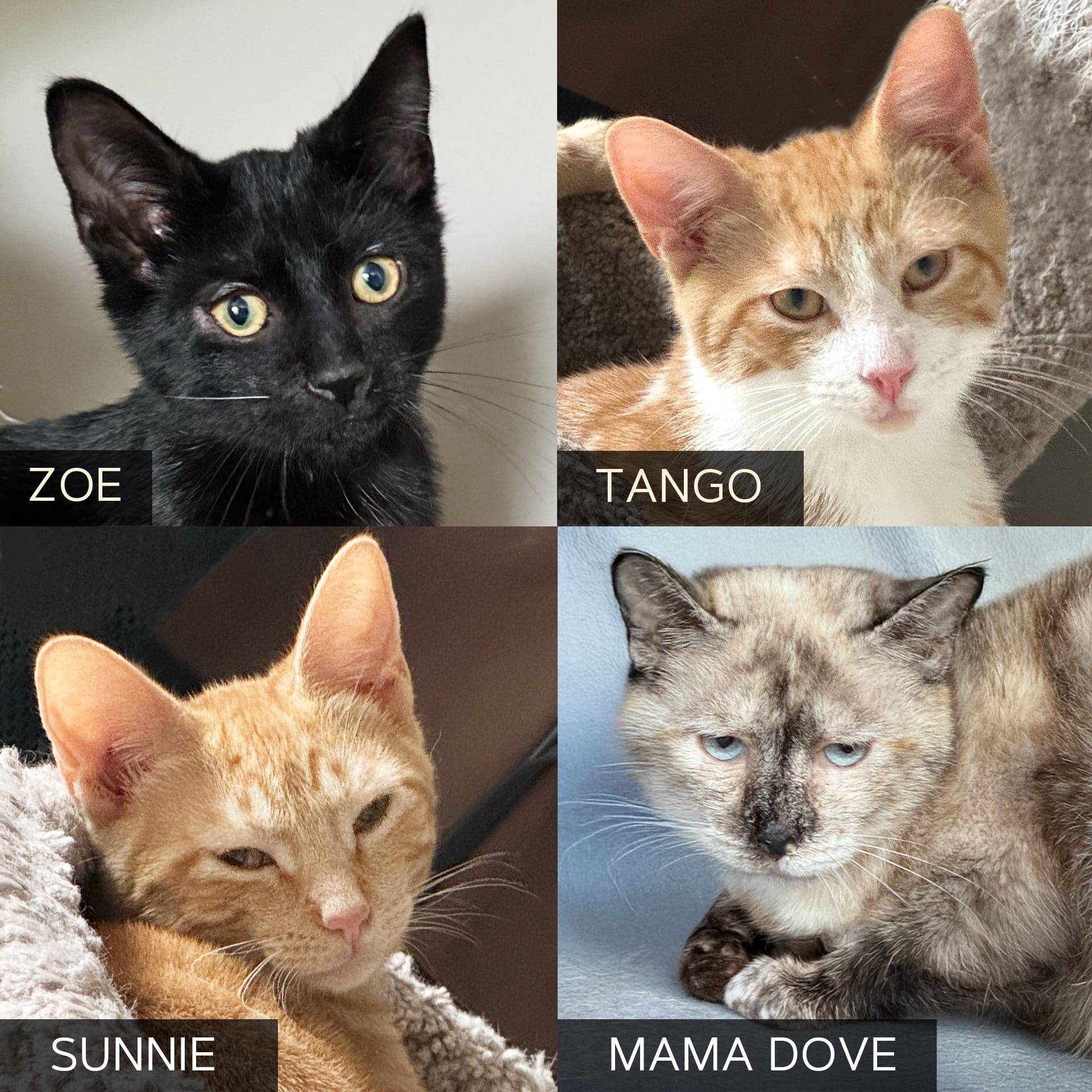 Zoe_Tango_Sunnie_Dove_Linne Querubin Zoe_Tango_Sunnie_Dove_Linne Querubin