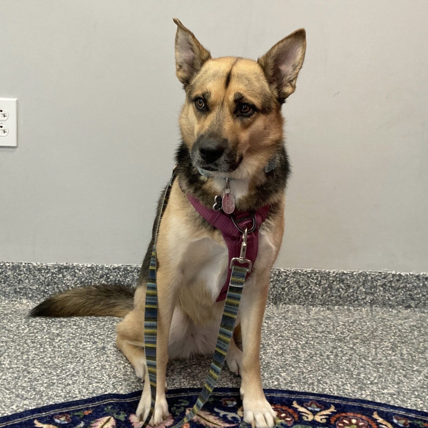 allie_Linne Querubin