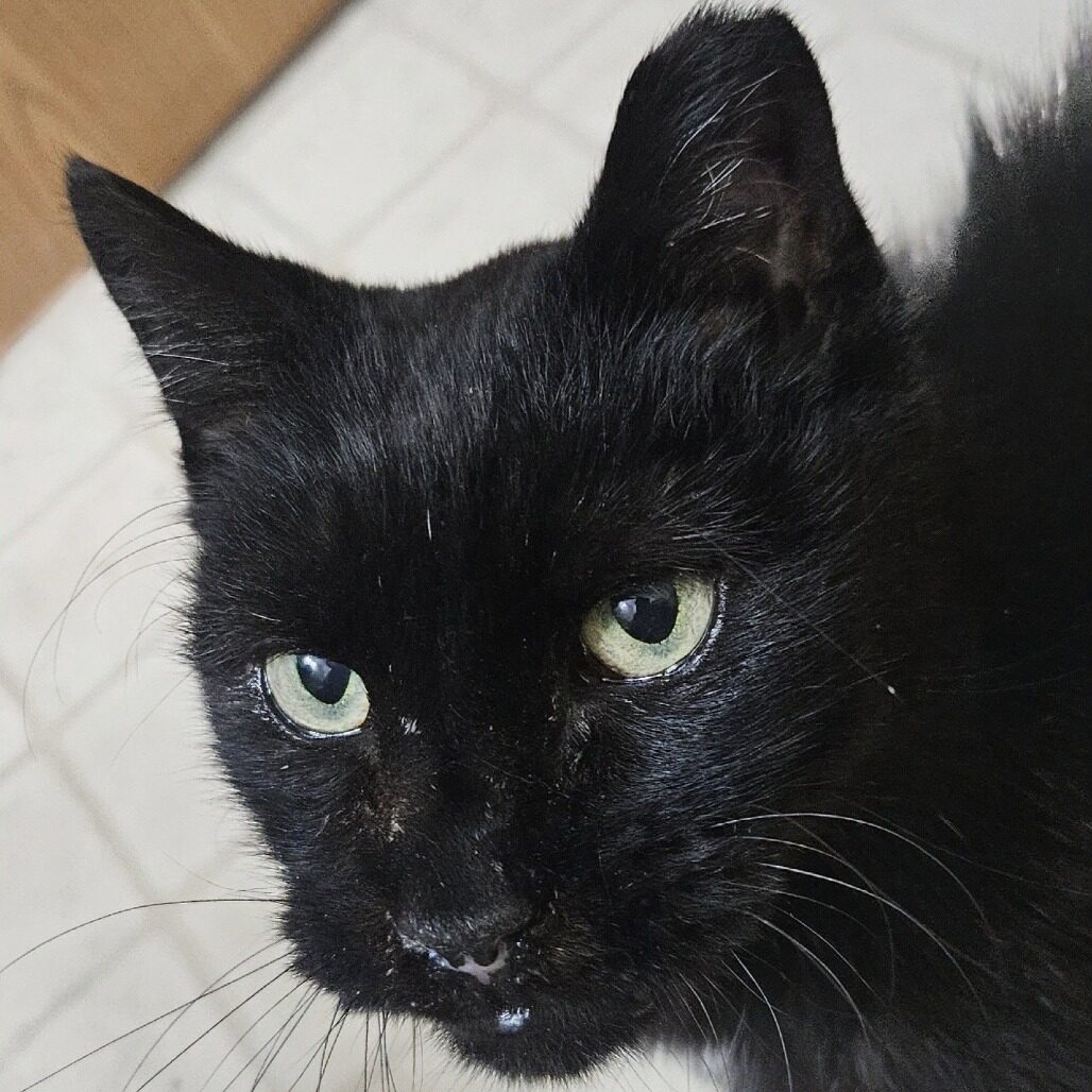 bb8432a072807c570fb2369d6877f301_Linne Querubin