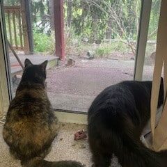 cleo and shadow1_Linne Querubin