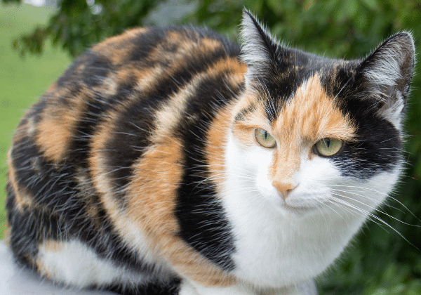 community cats