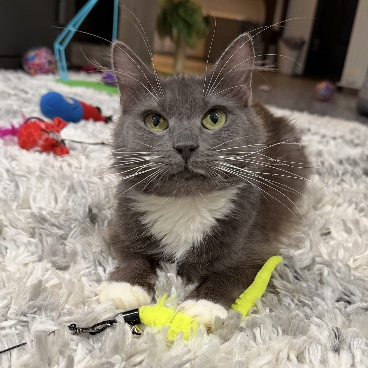 dakoita_Linne Querubin