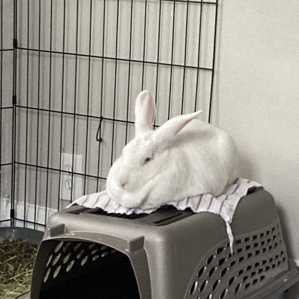 dd1a89c869617e533faabf30f658d67a_Linne Querubin