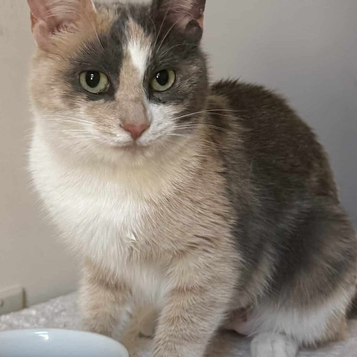 gwen cover_Linne Querubin