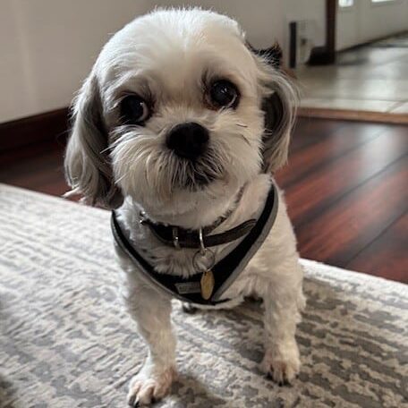 louie3_Linne Querubin