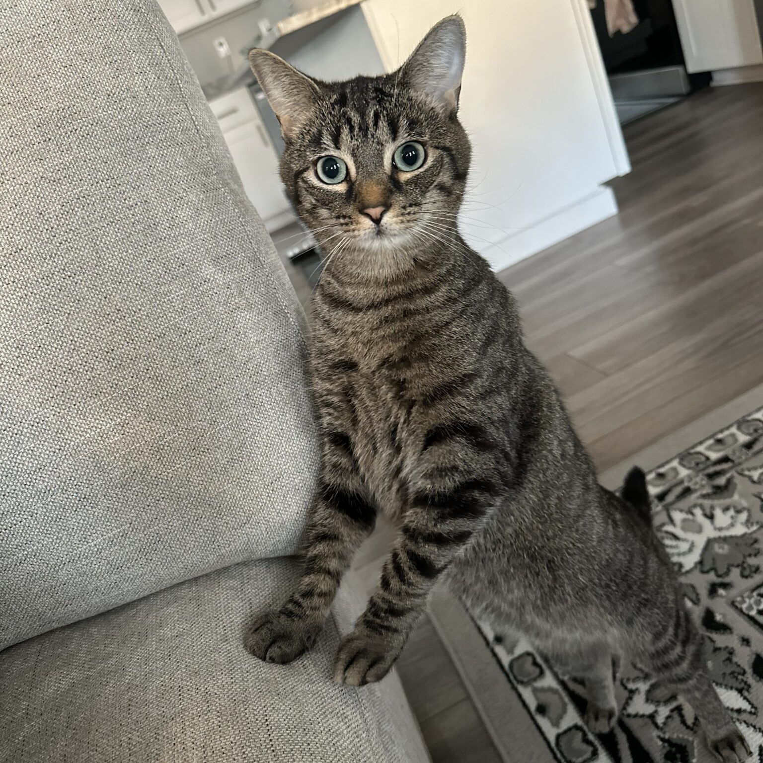 milo4_Linne Querubin