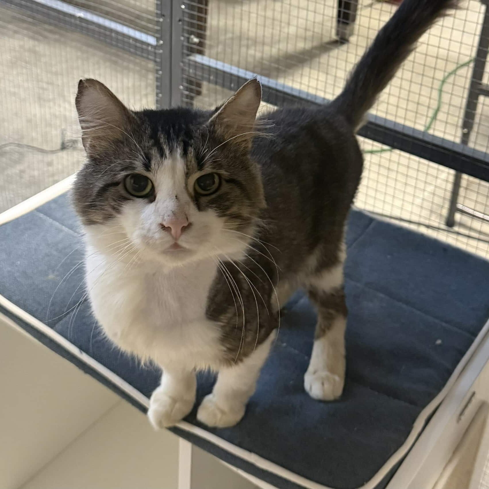 paxton3_Linne Querubin