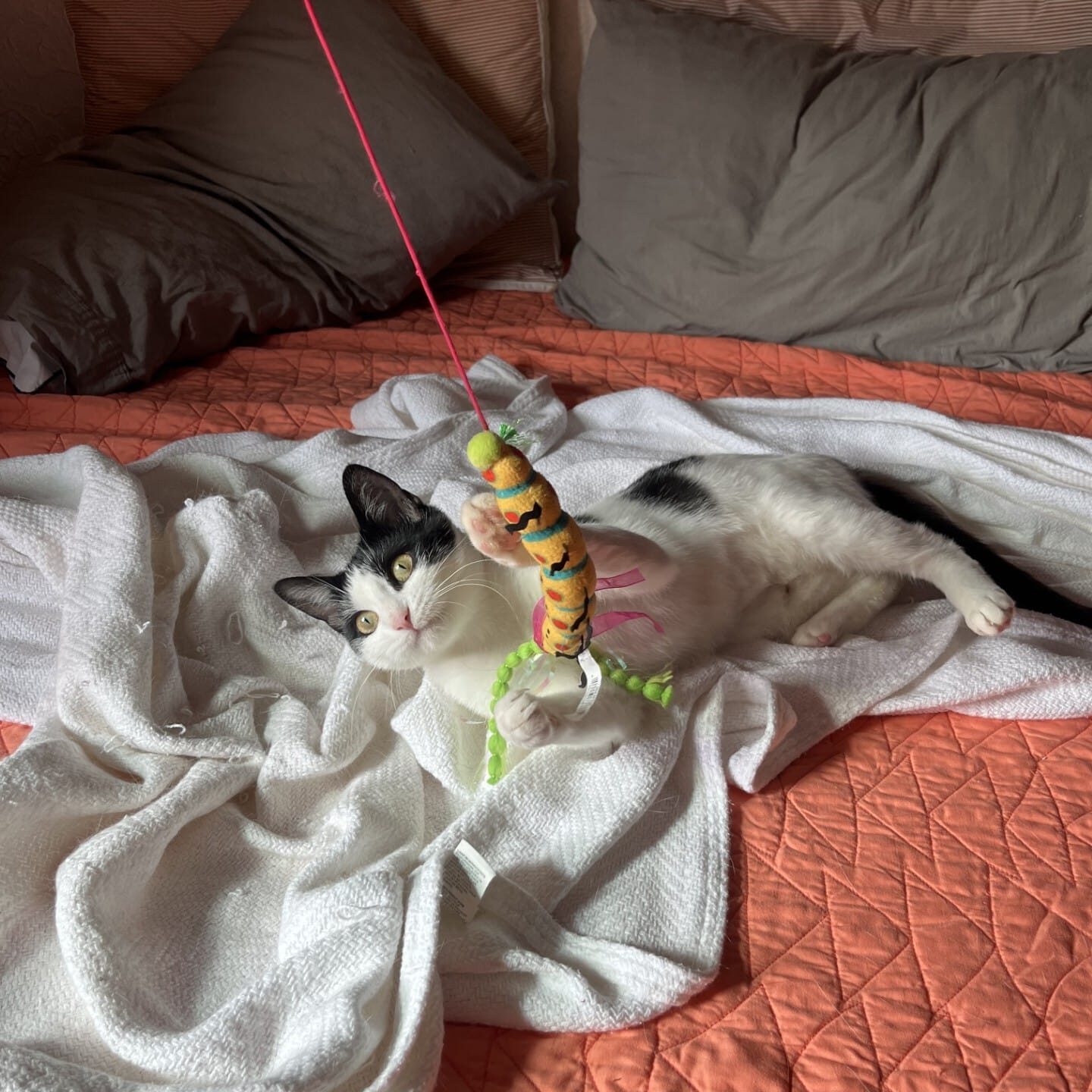 pepper4_Linne Querubin 1