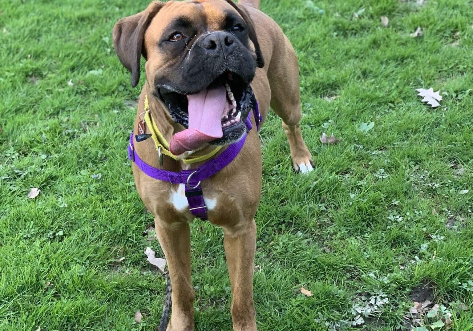 yellow dog training