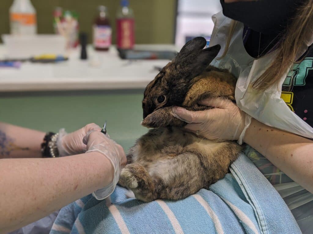 bunny grooming