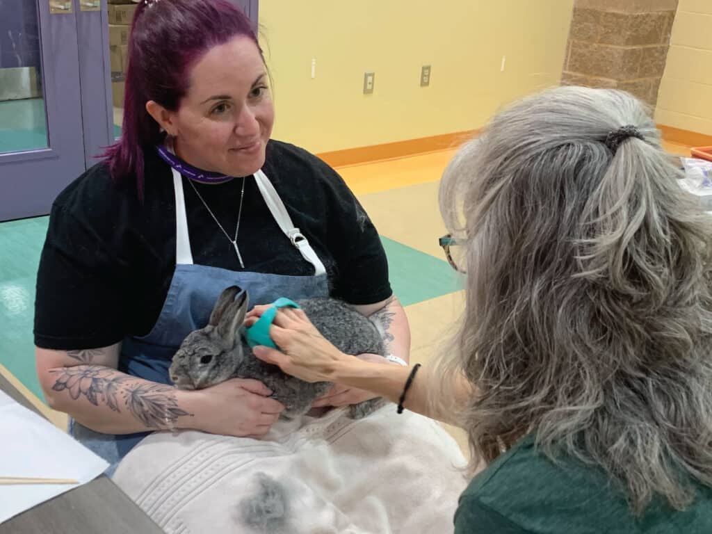 bunny grooming